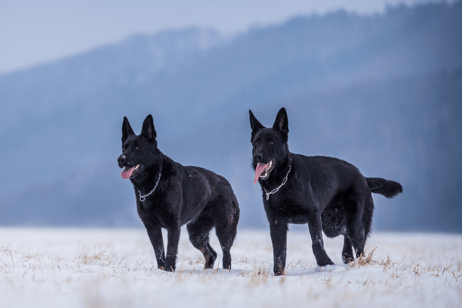 black german shepherd puppies